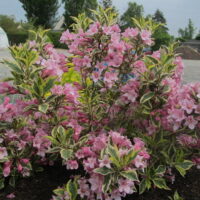 Weigela florida 'Magical Rainbow'®, v. 20-30