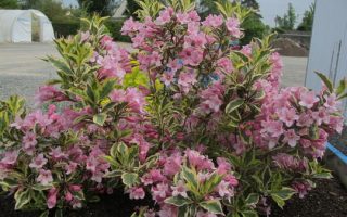 Weigela florida 'Magical Rainbow'®, v. 20-30