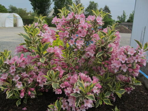 Weigela florida 'Magical Rainbow'®, v. 20-30 - Obrázek 1