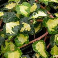 Hedera helix 'White Ripple' 40 cm, vyvazovaný