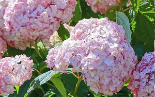 Hydrangea arb. 'Candybelle'