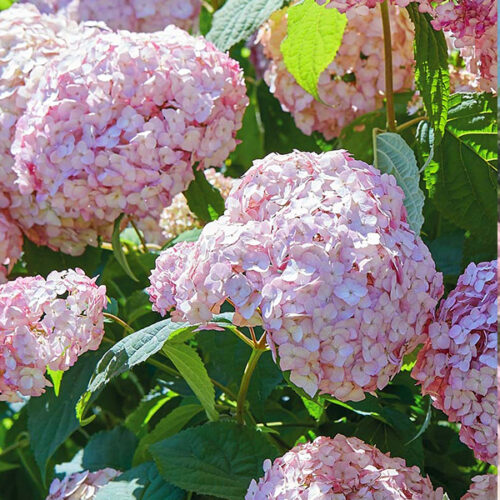 Hydrangea arb. 'Candybelle' - Obrázek 1