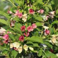 Weigela florida 'Marjorie', v. 60-80cm