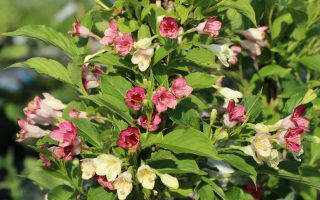 Weigela florida 'Marjorie', v. 60-80cm