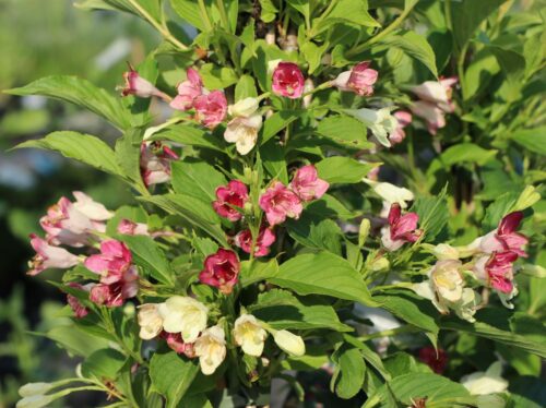 Weigela florida 'Marjorie', v. 60-80cm - Image 1