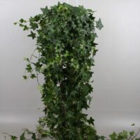Hedera helix 'Pittsburgh' 40 cm, vyvazovaný