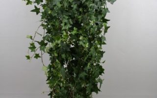 Hedera helix 'Pittsburgh' 40 cm, vyvazovaný