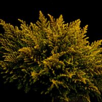 Hebe ochracea