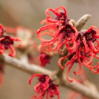Hamamelis interm. 'Rubin' 40 - 50 cm