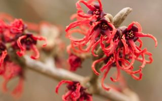 Hamamelis interm. 'Rubin' 40 - 50 cm