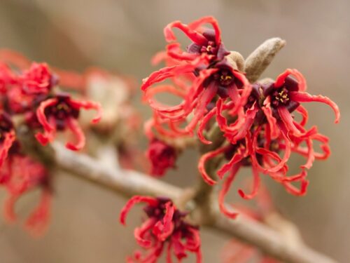 Hamamelis interm. 'Rubin' 40 - 50 cm - Obrázek 1