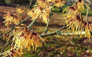 Hamamelis interm. 'Aurora' 40 - 50 cm