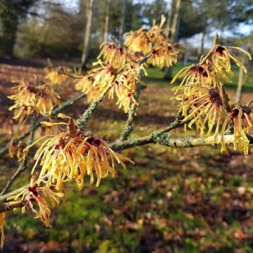 Hamamelis interm. 'Aurora' 40 - 50 cm - Obrázek 1
