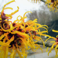 Hamamelis int. 'Orange Peel' 40 - 50 cm