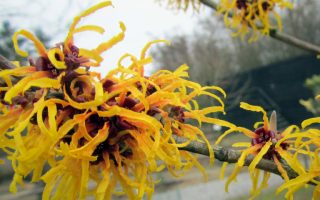 Hamamelis int. 'Orange Peel' 40 - 50 cm