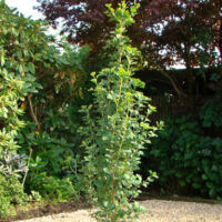 Ginkgo biloba 'Menhir®'