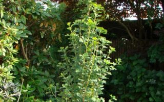 Ginkgo biloba 'Menhir®'