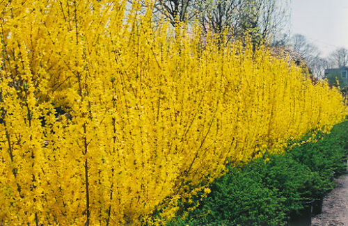 Forsythia interm. 'Lynwood' 30 - 40 cm - Obrázek 1