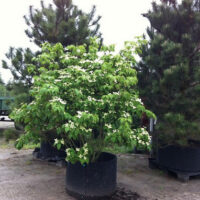 Cornus kousa 'Schmetterling'