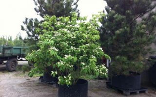 Cornus kousa 'Schmetterling'