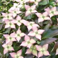 Cornus kousa 'Copacabana'® 50 - 60 cm