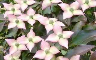 Cornus kousa 'Copacabana'® 50 - 60 cm