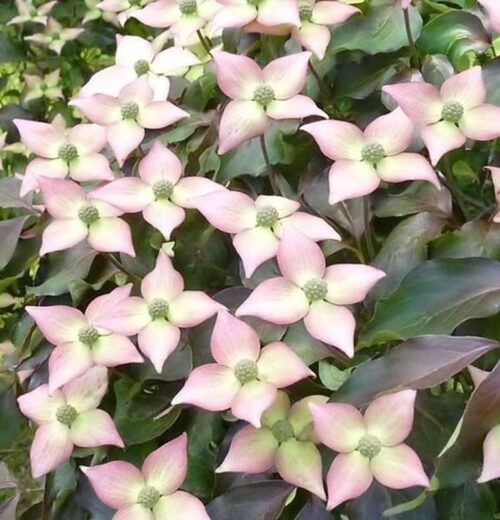 Cornus kousa 'Copacabana'® 50 - 60 cm - Obrázek 1