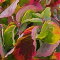 Cornus florida 'Rainbow' 40 +