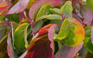 Cornus florida 'Rainbow' 40 +