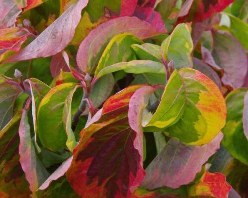 Cornus florida 'Rainbow' 40 + - Obrázek 1