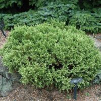 Chamaecyparis pisifera 'White Pygmy'