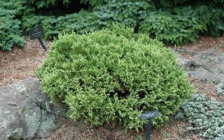 Chamaecyparis pisifera 'White Pygmy'