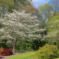 Cornus florida 60 - 80 cm