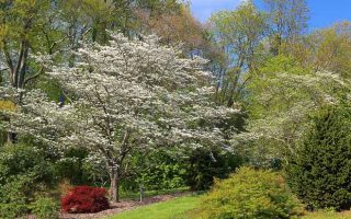 Cornus florida 60 - 80 cm