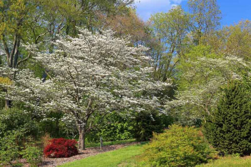 Cornus florida 60 - 80 cm - Obrázek 1