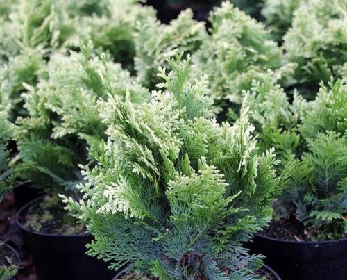 Chamaecyparis lawsoniana 'Pygmaea Argentea' - Obrázek 2