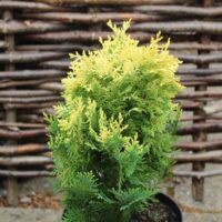 Chamaecyparis lawsoniana 'Pygmaea Argentea'