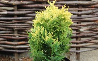 Chamaecyparis lawsoniana 'Pygmaea Argentea'