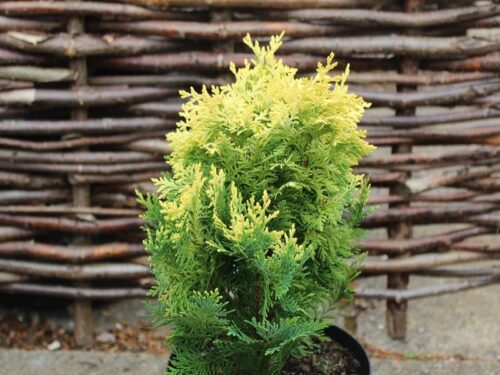 Chamaecyparis lawsoniana 'Pygmaea Argentea' - Obrázek 1
