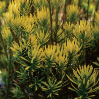 Cephalotaxus harringtonia 'Korean Gold'