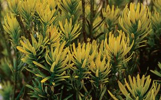 Cephalotaxus harringtonia 'Korean Gold'