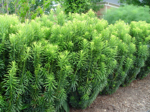 Cephalotaxus harringtonia 'Fastigiata' - Obrázek 1