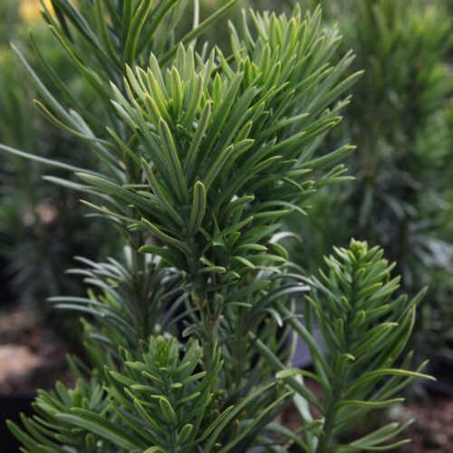 Cephalotaxus harringtonia 'Fastigiata' - Obrázek 2