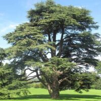 Cedrus atlantica