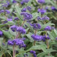 Caryopteris cland. 'Blauer Spatz'© 30 - 40 cm