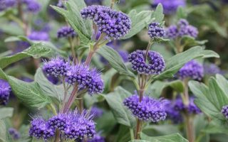 Caryopteris cland. 'Blauer Spatz'© 30 - 40 cm