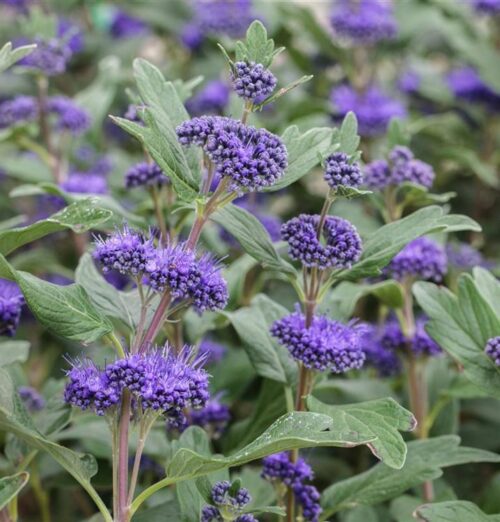 Caryopteris cland. 'Blauer Spatz'© 30 - 40 cm - Obrázek 1