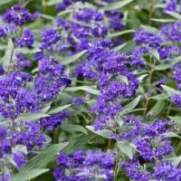 Caryopteris x cland. 'Dark Knight' 30 - 40 cm