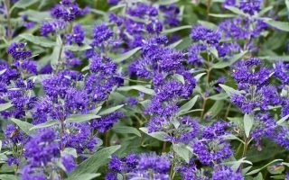 Caryopteris x cland. 'Dark Knight' 30 - 40 cm
