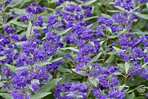Caryopteris x cland. 'Dark Knight' 30 - 40 cm - Obrázek 1